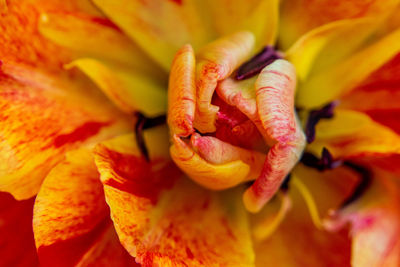 Close-up of red rose flower