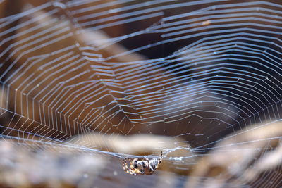 Close-up of spider web