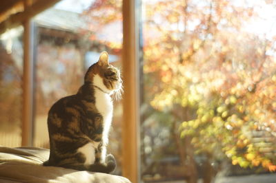 Cat sitting on a window