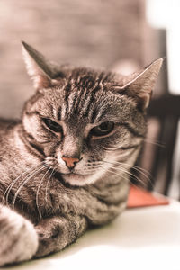 Close-up of a cat looking away