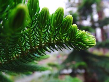 Close-up of fern leaves