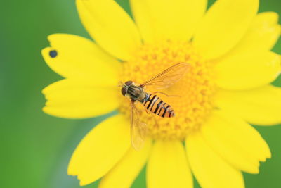 Close-up of insect on yellow flower