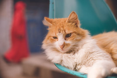 Stray cat in the old town of essaouira world heritage site, a port city morocco