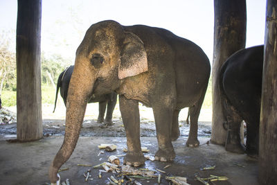 View of elephant on field