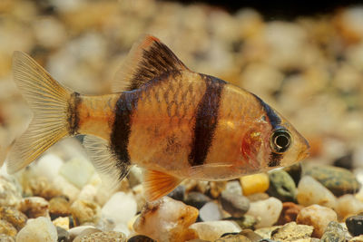 Close-up of fish swimming in sea