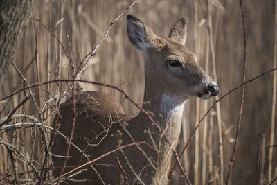 Close-up of deer