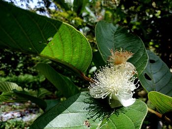 High angle view of white flowering plant