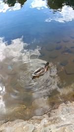 High angle view of duck swimming in lake