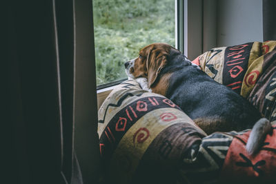 Close-up of dog sleeping at home