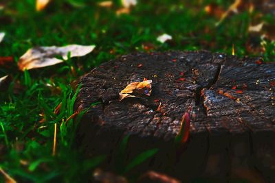 Close-up of leaves on ground