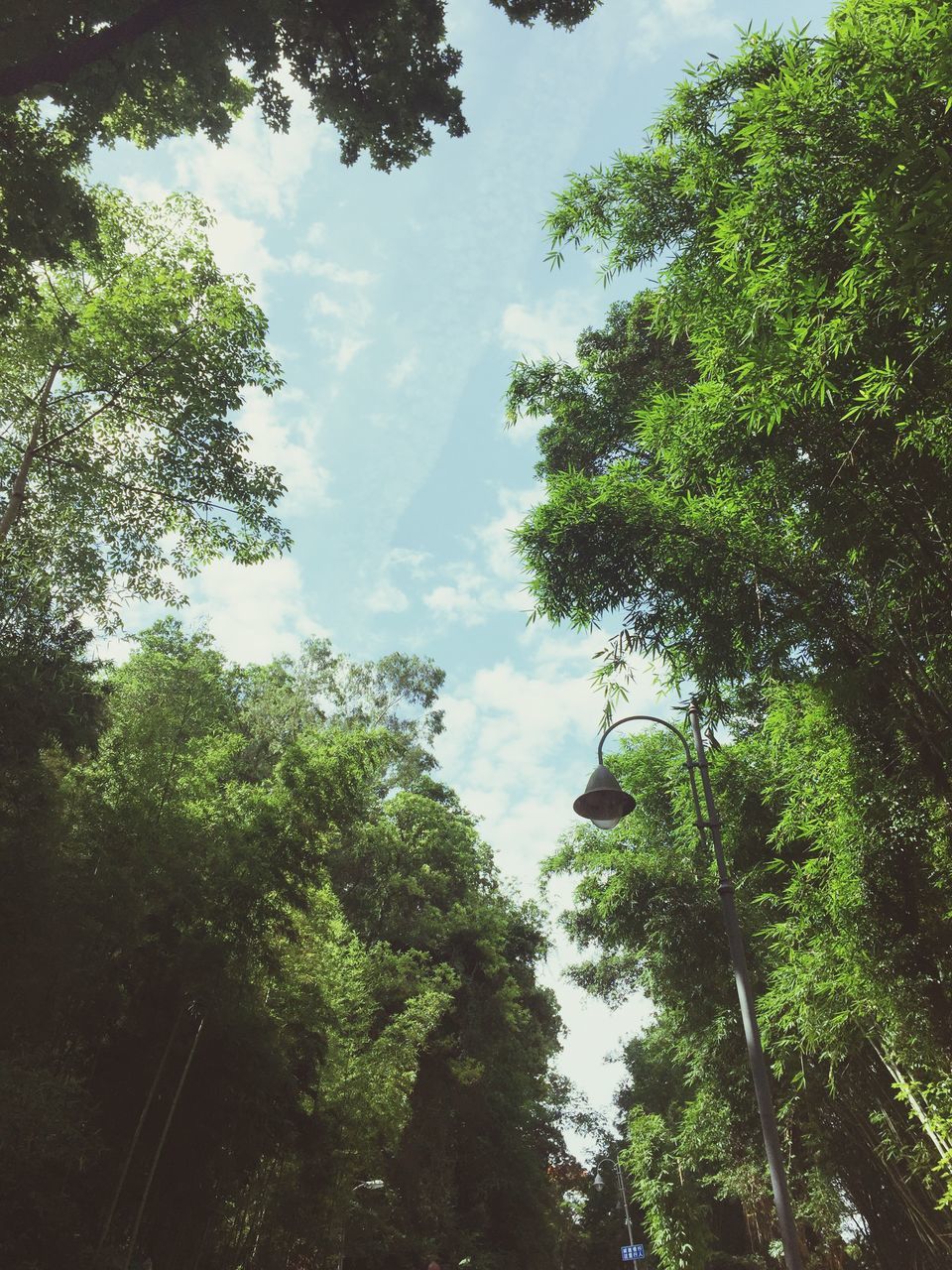 tree, low angle view, sky, growth, tranquility, nature, green color, beauty in nature, tranquil scene, branch, cloud - sky, scenics, cloud, lush foliage, forest, day, no people, outdoors, blue, green