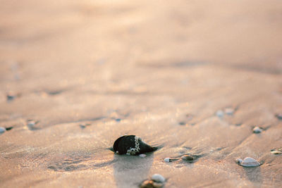 High angle view of insect on sand