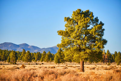 Trees on field against clear sky