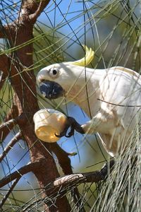 Low angle view of bird on tree