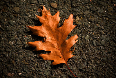 High angle view of maple leaf on street