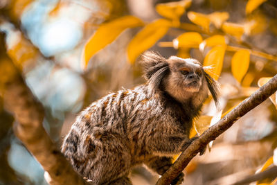 Close-up of a monkey