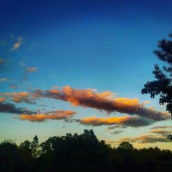 Low angle view of silhouette trees against sky