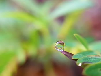 Close-up of water drop on leaf