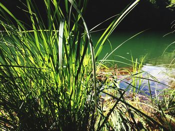 Plants growing in water