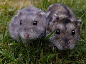 Portrait of hamster couple