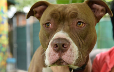 Close-up portrait of dog