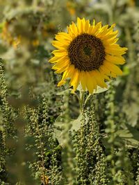 Close-up of yellow flowering plant on field