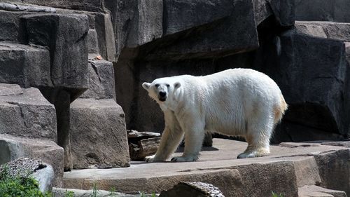 Polar bear in captivity