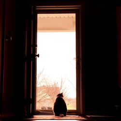 Rear view of silhouette cat sitting at doorway