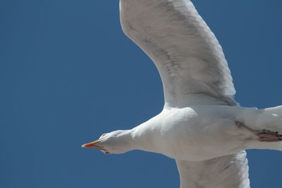 Low angle view of seagull flying against clear sky