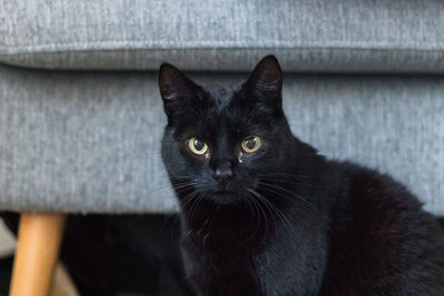 Close-up portrait of black cat