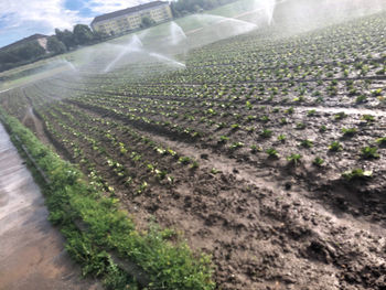 Scenic view of agricultural field