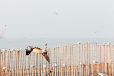 Seagulls flying over sea against sky