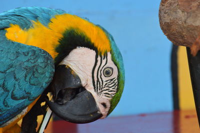 Close-up of a parrot