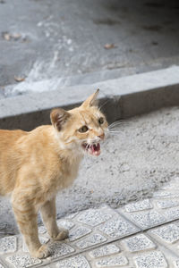 Cat yawning by water