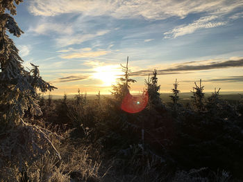 Plants growing on field against sky during sunset
