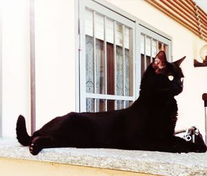 Cat looking away while sitting on window at home