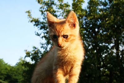 Low angle view of a cat