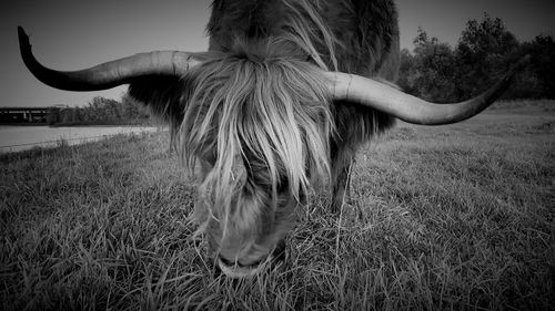 Rear view of horse on field against sky