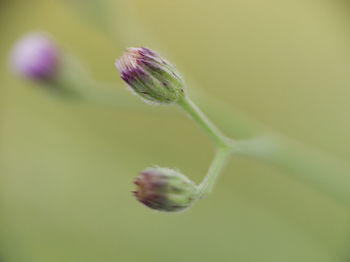 Close-up of purple flower buds