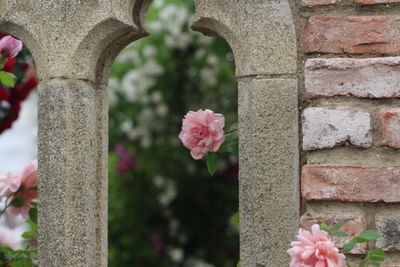 Close-up of pink roses