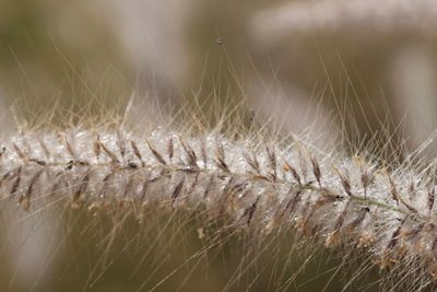 Macro shot of grass growing outdoors