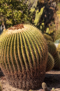 Close-up of cactus on field