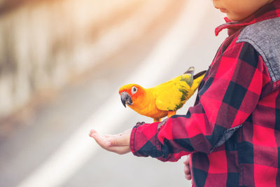 Midsection of man holding bird