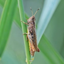 Close-up of grasshopper on blade of grass