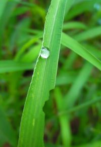 Close-up of wet grass