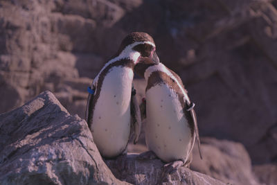 Close-up of penguin