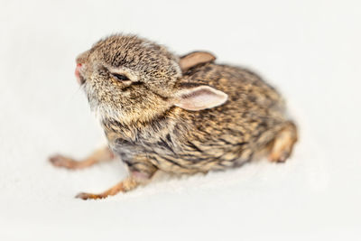 Close-up of a rabbit over white background