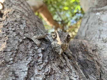 Close-up of squirrel on tree trunk