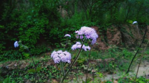 Close-up of purple flowering plant on field