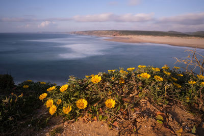 Yellow flowering plants by sea against sky